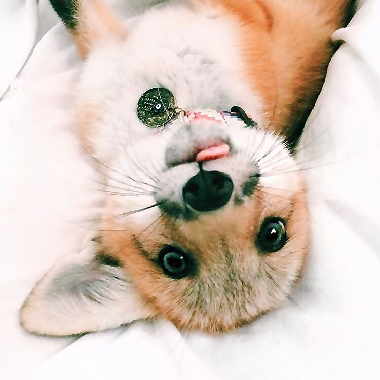 Juniper Fox