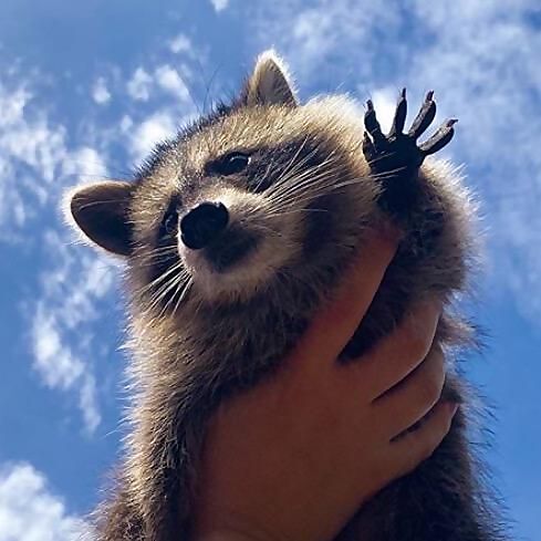 Tito the Raccoon