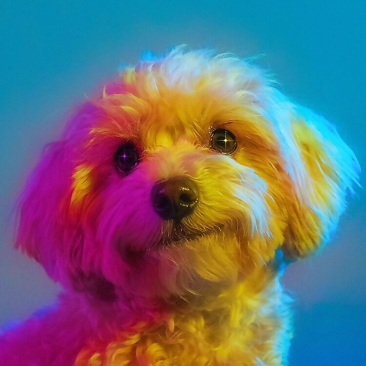 Ollie