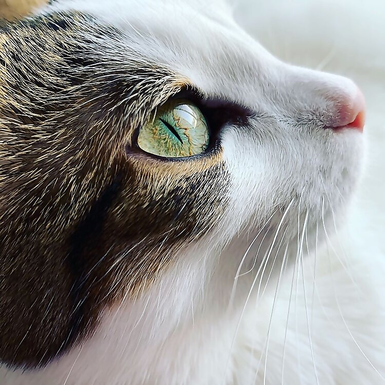 Tabby and Tuxedo Cat