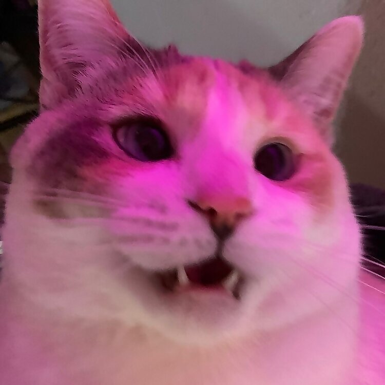 Panko Cat