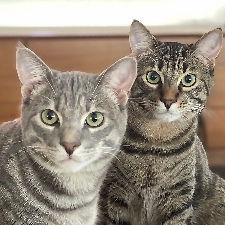 Zero and Ollie
