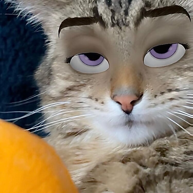 Timmy Cat