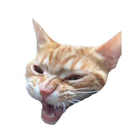 Dexter The Cat