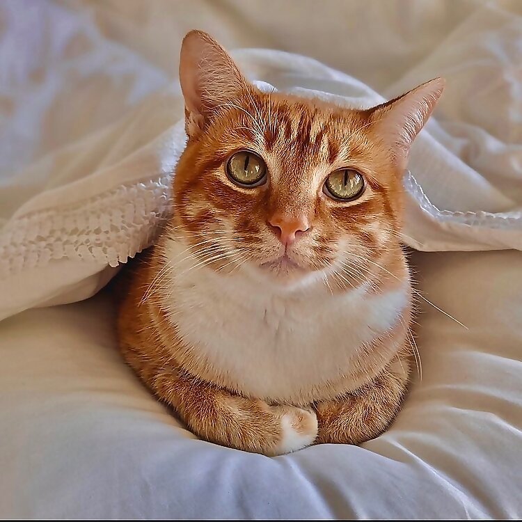 Banana The Cat