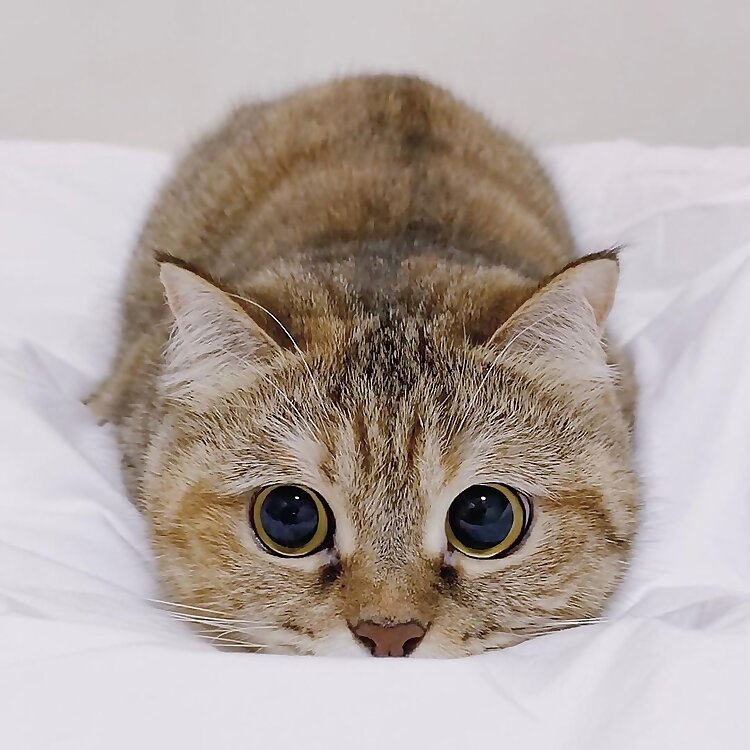 Milk Tea the Cat 