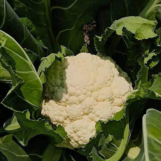 organic kitchengarden