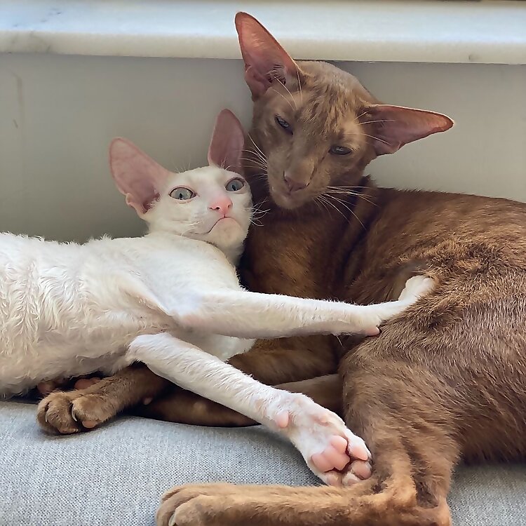 Meo & Sirius