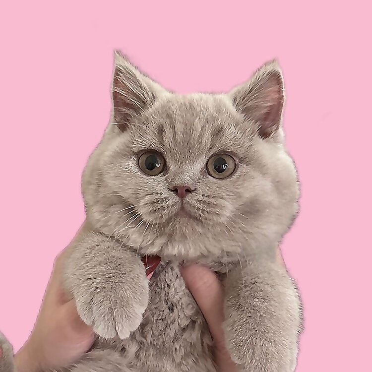 Sesame