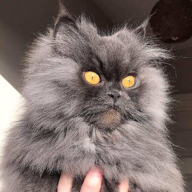 Bobbie