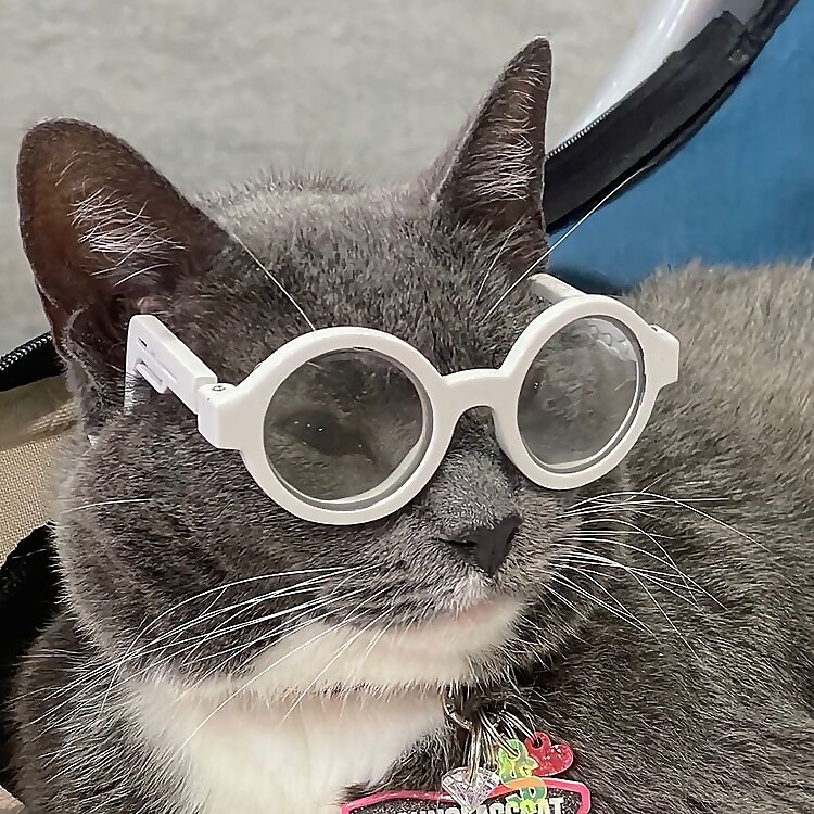 SunglassCat