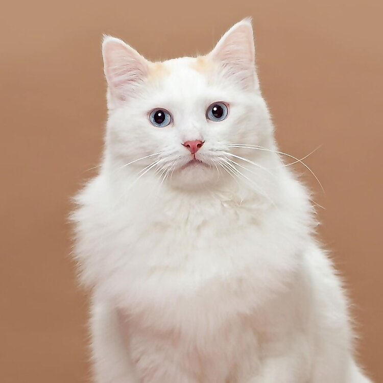 Clone Kitty