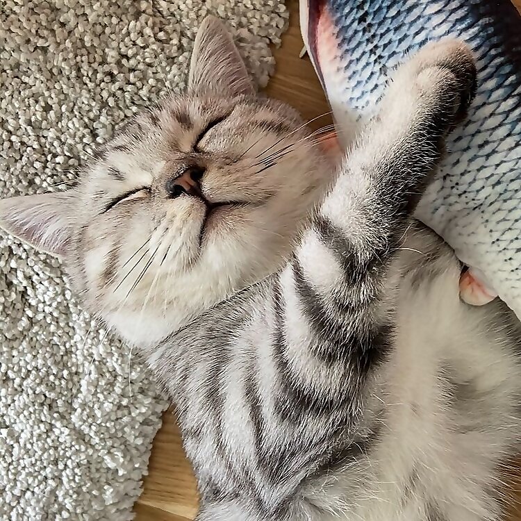 Tofu