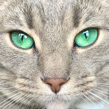 Fiona Cat