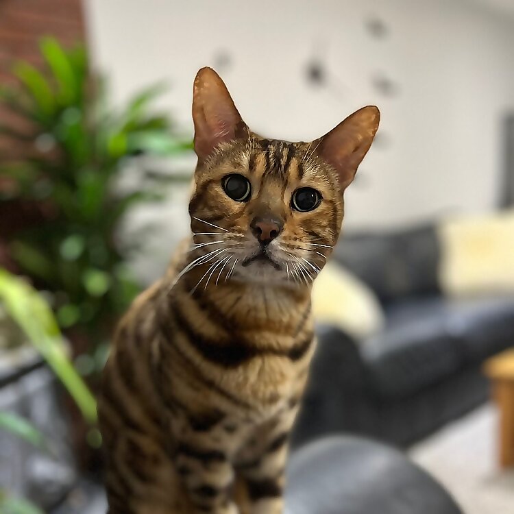 George