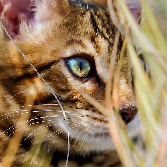 Suki