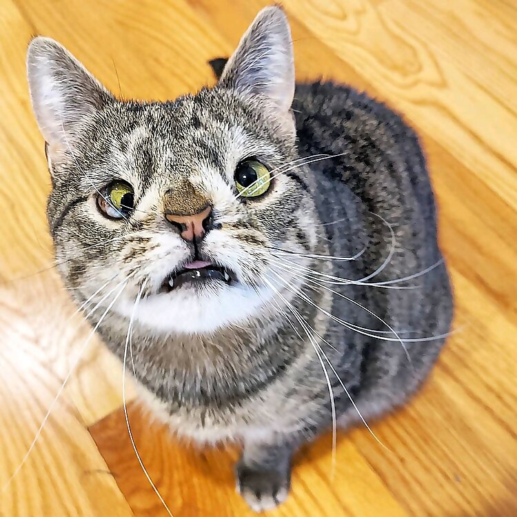 Maya