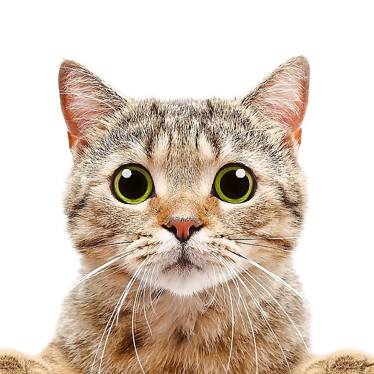 Fasincat