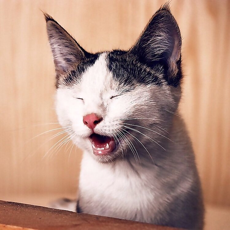 Cat manta2