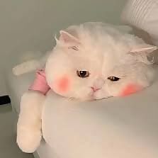 My Cat So Cute