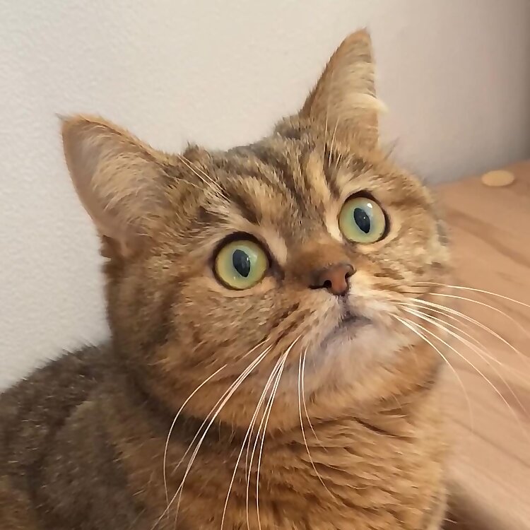 Puma & Mupa