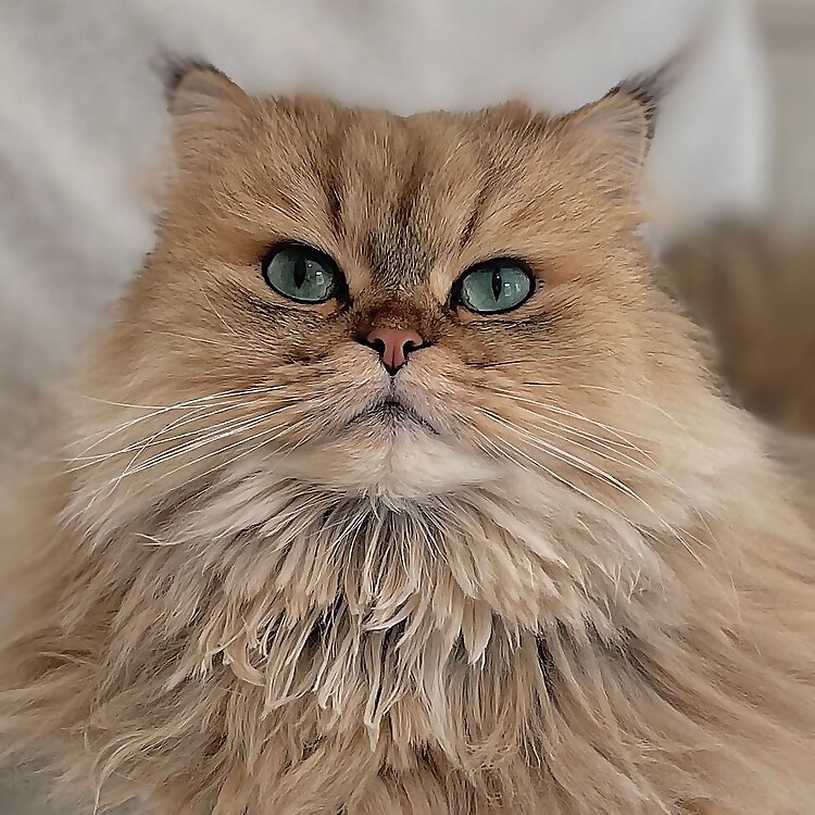 Kingston