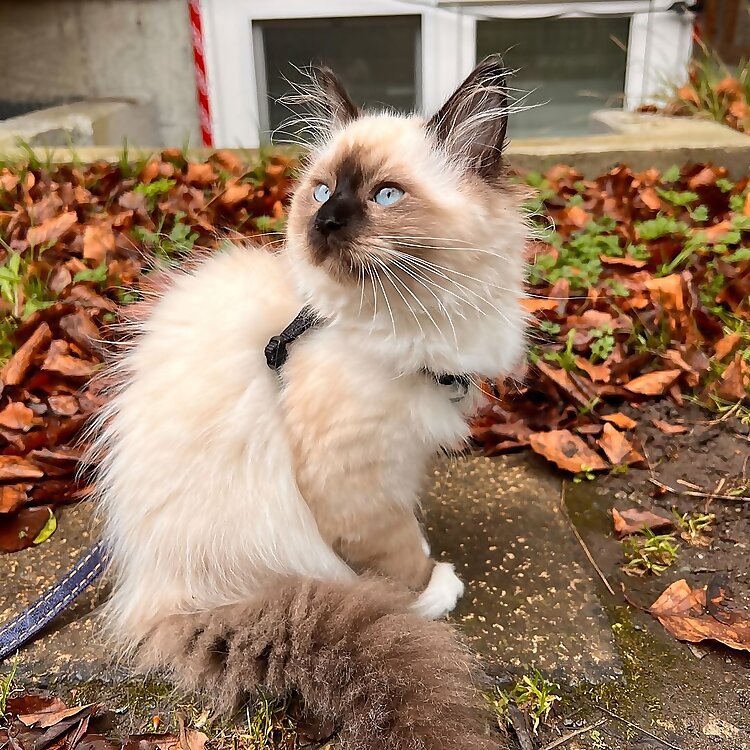 Juno