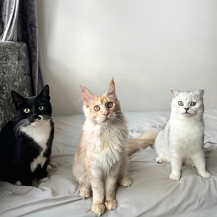 Bambi & Tengen & Iroh