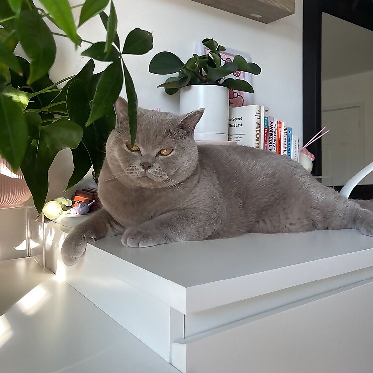 Miso