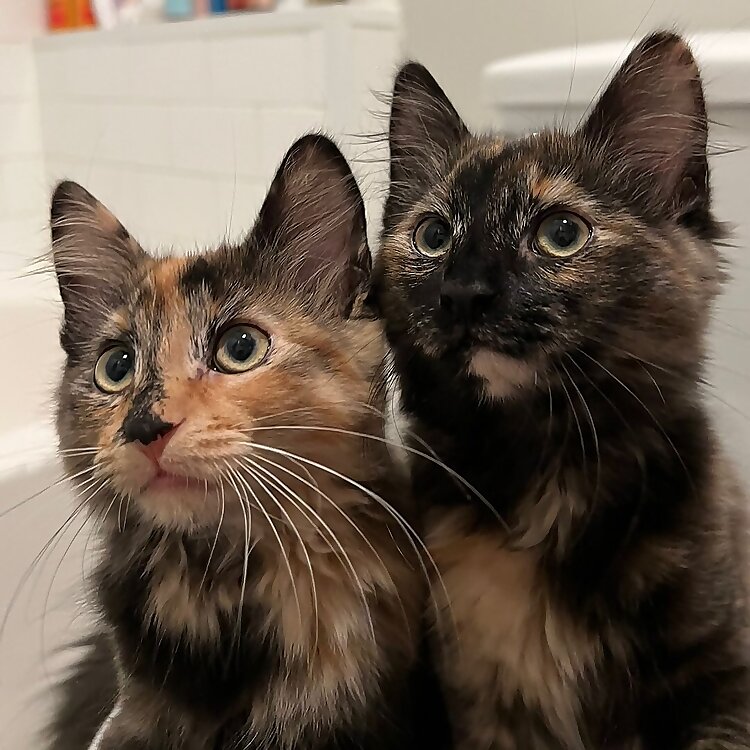 Willow & Luna