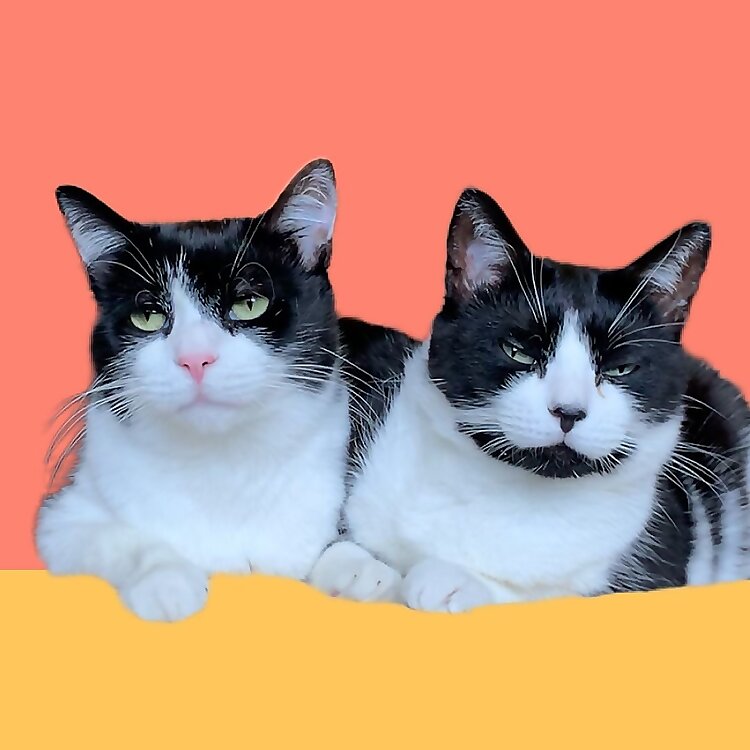 Pablo & Jellybean
