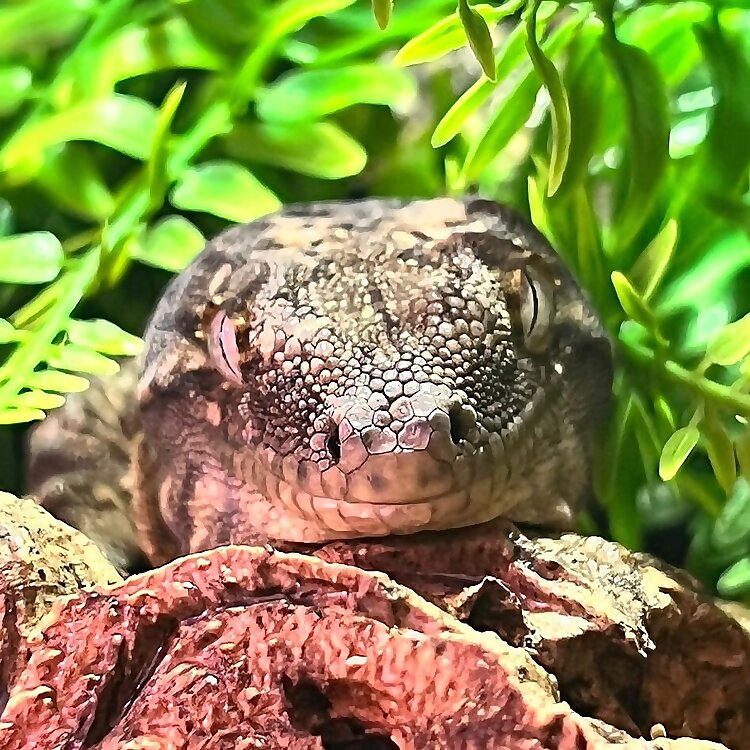 Uroboros Reptiles
