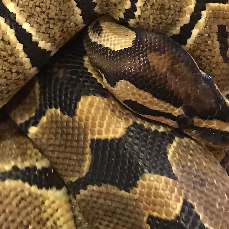 spences_reptiles