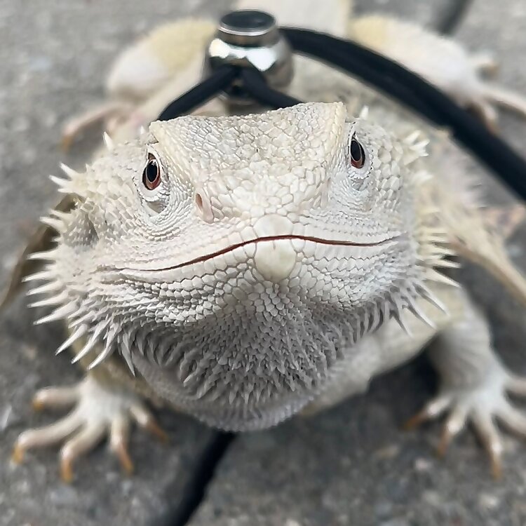 Percy