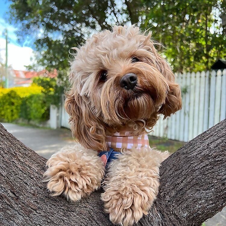 Archie