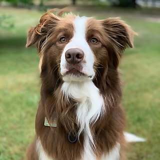 Clyve