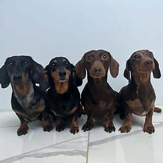 Jelly & Coffee & Snoopy & Nala