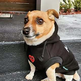 Odie