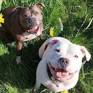 Millie & Joey