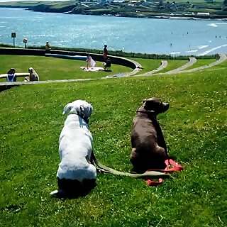 Millie & Joey