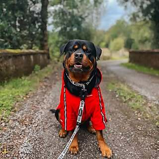 Rottie Rocky