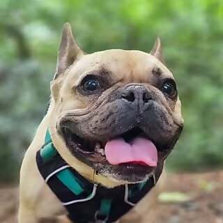 Reuben
