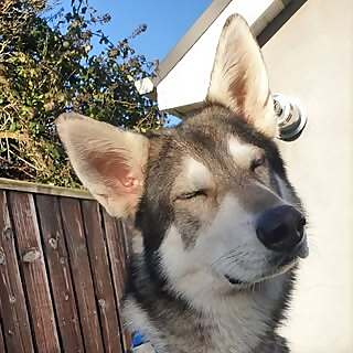 Dyson