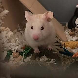 Tony
