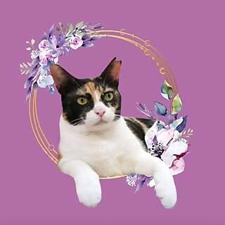 Meenu