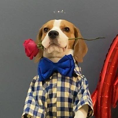 Doodle The Beagle