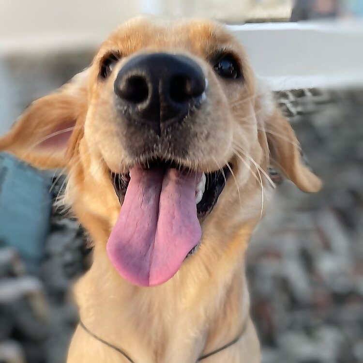 Maggie