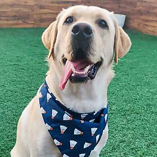 Oscar