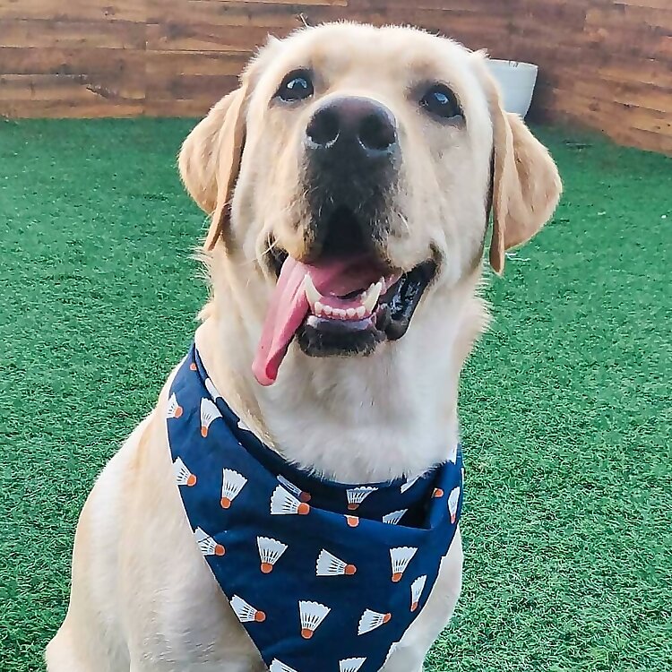 Oscar