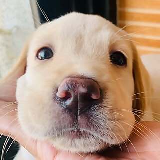 Archie Jenna